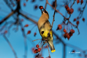 Bombycilla-garrulus;Cedar-Waxwing;One;Waxwing;avifauna;bird;birds;color-image;co